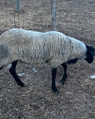 Montone agnello romanov