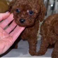 Barboncini toy e mini toy