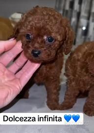 Barboncini toy e mini toy