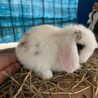 Coniglietti ariete nani minilop