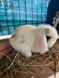 Coniglietti ariete nani minilop