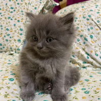 Gatto British longhair