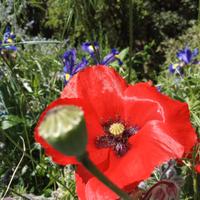 Semi di Rosolaccio ( Papavero selvatico)