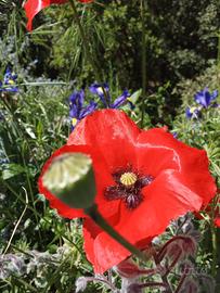 Semi di Rosolaccio ( Papavero selvatico)