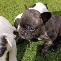 Bulldog francese