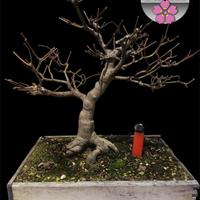 Bonsai acero palmato