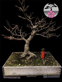 Bonsai acero palmato