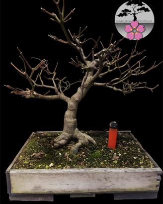 Bonsai acero palmato