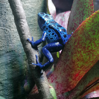Chi possiede dendrobates?