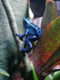 Chi possiede dendrobates?