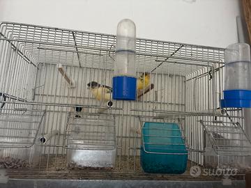 Canarini+gabbia