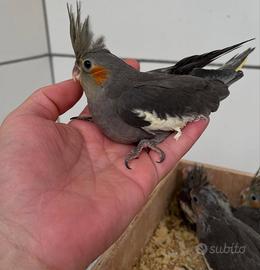 Calopsiti allev a mano