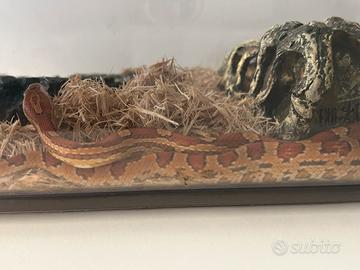 Serpente del grano docile e tranquillo