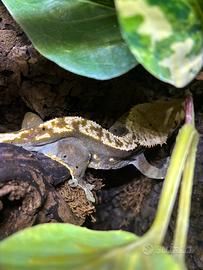 Geco ciliatus