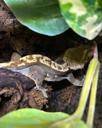 Geco ciliatus