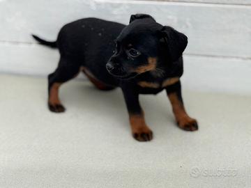 Pinscher