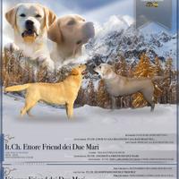 Labrador ULTIMI RIMASTI