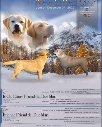 Labrador ULTIMO RIMASTO