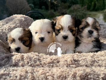 Maltipoo Barboncino Lhasa Apso - Tre Quarti di Lun