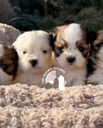 Maltipoo Barboncino Lhasa Apso - Tre Quarti di Lun