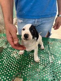 Jack russell