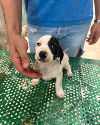 Jack russell