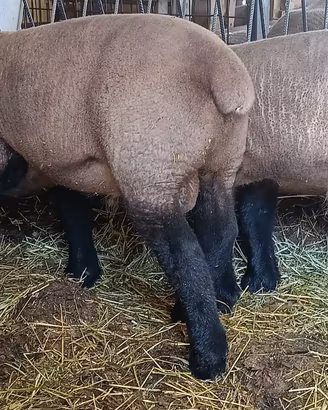 Vendita pecore Suffolk