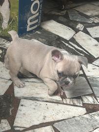Femmina bulldog
