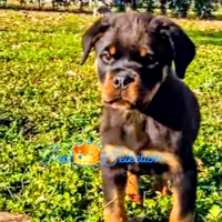Super Cucciolo Rottweiler