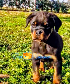 Super Cucciolo Rottweiler