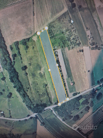 Terreno agricolo in Airola