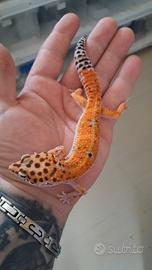 Geco leopardino