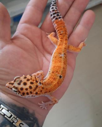 Geco leopardino