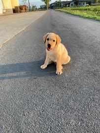 Ultimo Labrador Retriever