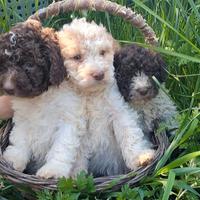 Lagotto romagnolo con pedigree