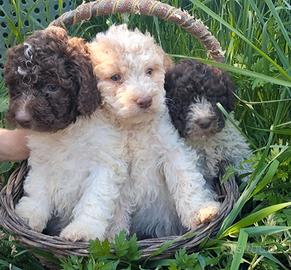 Lagotto romagnolo con pedigree