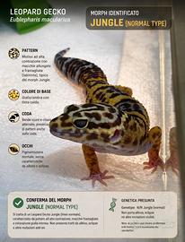 Geco leopardino