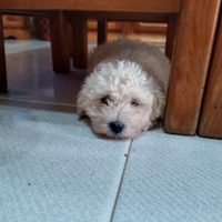 Cucciolo di barboncino