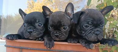 Cuccioli bulldog francese