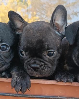 Cuccioli bulldog francese