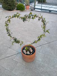 pianta di edera in vaso con struttura di ferro