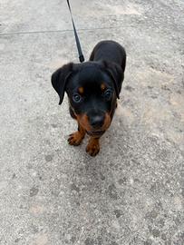 Rottweiler