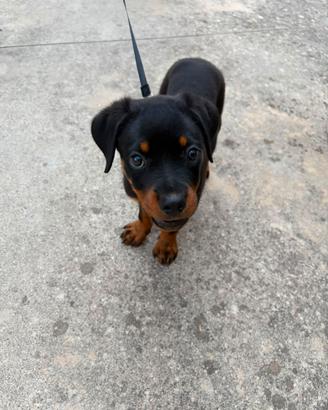 Rottweiler