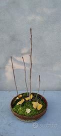 Pre Bonsai boschetto ginkgo
