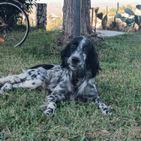Cambio cucciolone di setter inglese di mesi 12