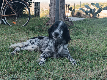Cambio cucciolone di setter inglese di mesi 12