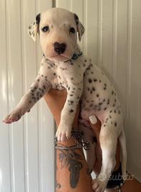 Pedigree cucciolo dalmata