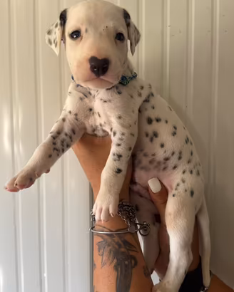 Pedigree cucciolo dalmata