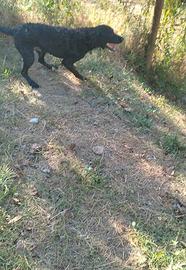 Cuccioloni di Sanminiatese