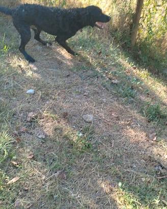 Cuccioloni di Sanminiatese